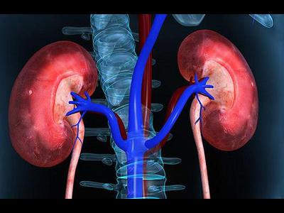 Quá trình đào thải thuốc qua thận diễn ra như thế nào?